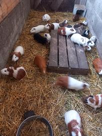 Piccoli animali