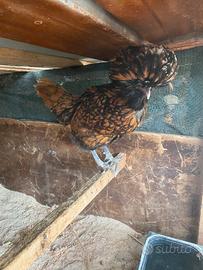Galline/galli/oche