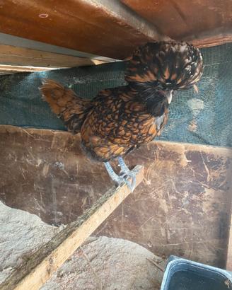 Galline/galli/oche