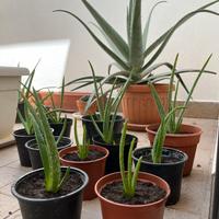 Piante giovani di aloe vera 20/30 cm