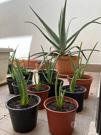 Piante giovani di aloe vera 20/30 cm
