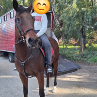 Cavalla per passeggiate