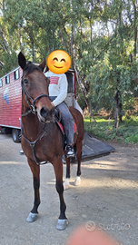 Cavalla per passeggiate