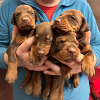Cuccioli di Dobermann di Qualità