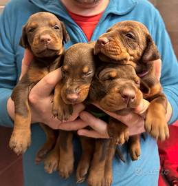 Cuccioli di Dobermann di Qualità