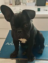 Cucciolo bulldog francese