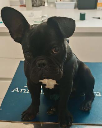 Cucciolo bulldog francese