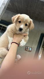Cagnolini