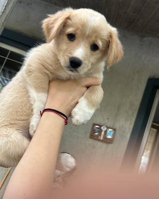 Cagnolini