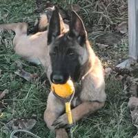 Cucciola pastore belga malinois