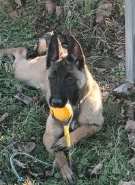 Cucciola pastore belga malinois