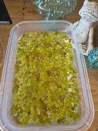 Salvinia Pianta Galleggiante acqua dolce