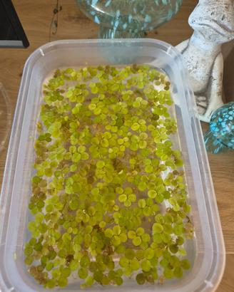 Salvinia Pianta Galleggiante acqua dolce