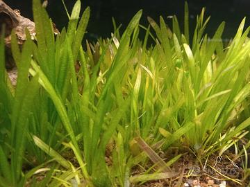 Vallisneria nana