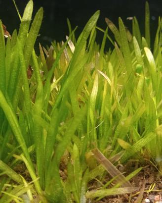 Vallisneria nana