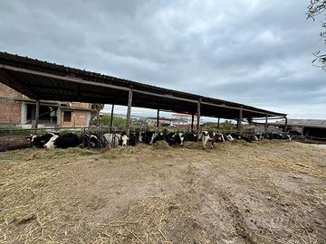 Vacche da latte Frisone