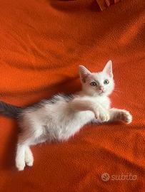 gattino bianco e grigio