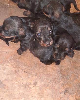 Cuccioli Bassotto di un mese e mezzo