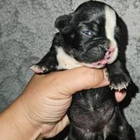 Bulldog francese femmina