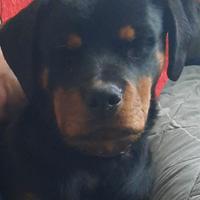 Cucciola di rottweiler