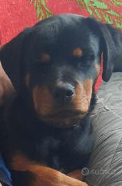 Cucciola di rottweiler