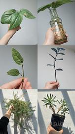 Piante da terrario/interno/succulente