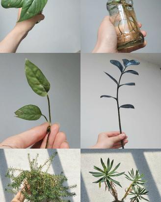 Piante da terrario/interno/succulente