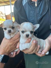 Chihuahua taglia mini