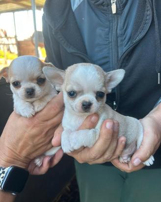 Chihuahua taglia mini