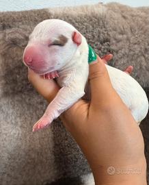 Bull terrier miniature