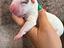 Immagine 1