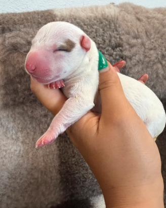 Bull terrier miniature