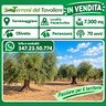 oliveto-di-7-300-mq-torremaggiore