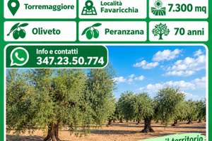 OLIVETO DI 7.300 MQ – TORREMAGGIORE