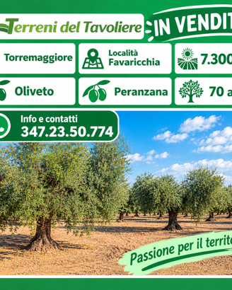 OLIVETO DI 7.300 MQ – TORREMAGGIORE