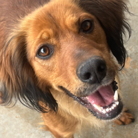 Aki un simpatico cagnetto molto buono e socievole