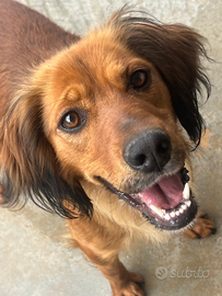 Aki un simpatico cagnetto molto buono e socievole