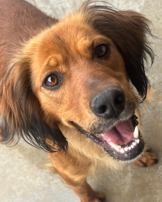 Aki un simpatico cagnetto molto buono e socievole