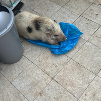 Maialino nano da compagnia