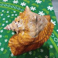 conchiglia da collezione