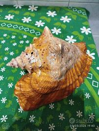 conchiglia da collezione