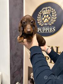 Cuccioli di bassotto Kaninchen chocolate