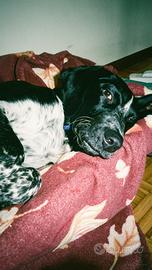 Baaz, cucciolo di 7 mesi