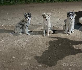 Cuccioli border collie blue merle