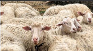 Pecore e agnelle