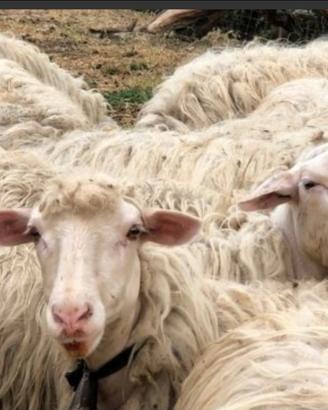 Pecore e agnelle