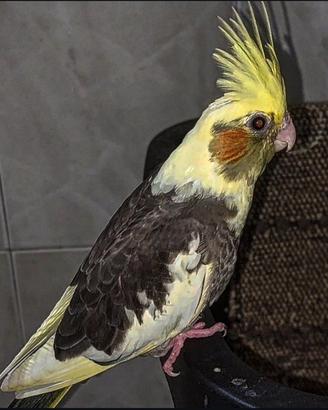 calopsitta