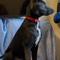 Regalasi cucciolo 8 mesi incrocio pastore belga