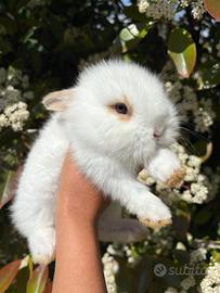 Conigli nani testa di leone