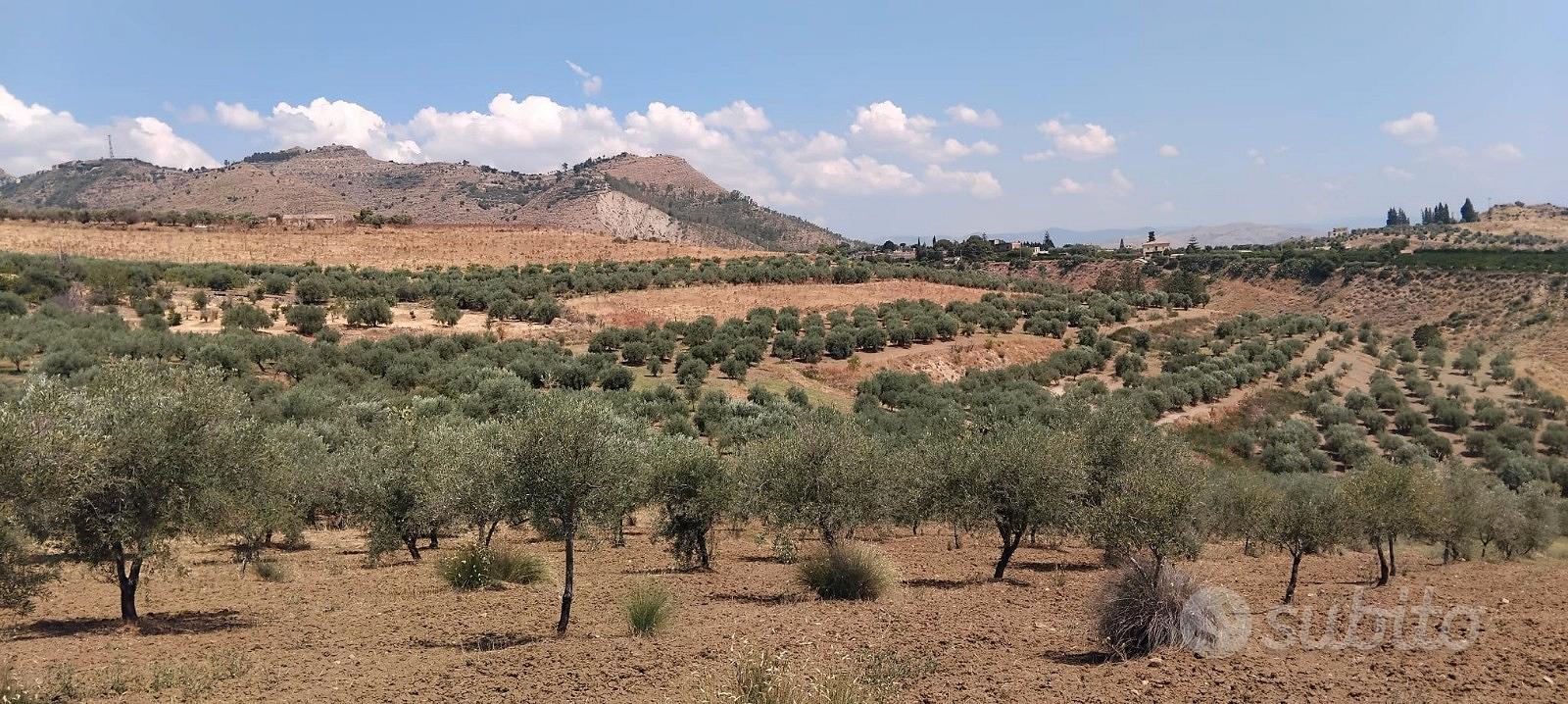 Uliveto - agrumeto - coltivazione biologica - Vista 4
